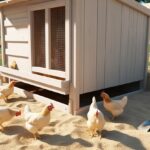 sand-for-chicken-coop